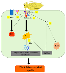 Image result for Buchnera attenuata
