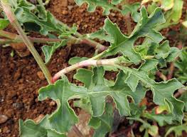 Image result for Oxygonum