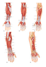 Tutorials and quizzes on muscles that act on the arm/humerus (arm muscles: Arm Muscle Anatomy Quizlet