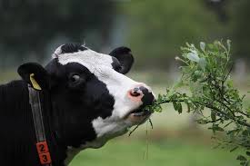 Kuh Von Dennis Ehmke Kuh Ausgestopftes Tier Nutztiere