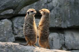 Dreamstime is the world`s largest stock photography community. Meerkat Watch Guard Nature Animals Mammal Funny Animal Wildlife Animals In The Wild Rock Pxfuel