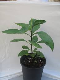 Image result for Vernonia amygdalina