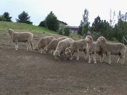 Rabel rambouillets raising performance test rambouillet sheep. Benz Rambouillet