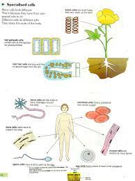 Specialised Cells Biology Lessons Teaching Science Flip Book