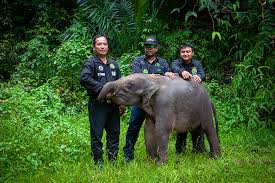 Sen nathan of malaysia's sabah wildlife department is devoted to protecting orangutans, elephants, and other native animals. Help Save An Elephant With Your Next Food Or Cosmetic Purchase Emagazine Com