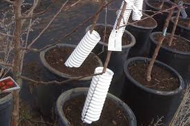Check spelling or type a new query. Give Your Garden The Gift Of Fruit Trees Earth Eats Real Food Green Living Indiana Public Media