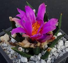 Image result for Ipomoea linosepala