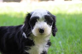 We did not find results for: Mini Sheepadoodle Puppies For Sale Uk Peepsburgh