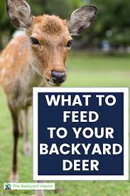 What To Feed Deer In 2021 Food Plots For Deer Deer Feed Deer