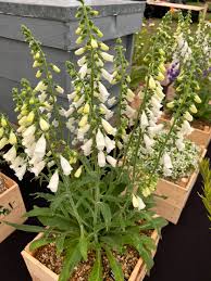 Image result for Digitalis purpurea alba/ red spots