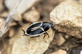 Image result for Phyllorachis