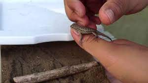 I Trained A Wild Blue Belly Lizard Youtube