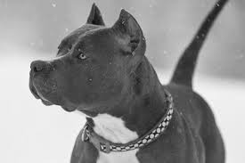 pin on dogs
