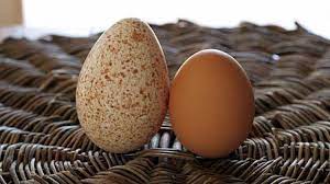 Why Don T We Eat Turkey Eggs