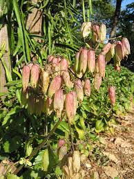 Image result for Kalanchoe pinnata