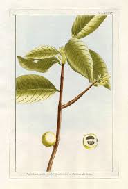 P J Buchoz Le Jardin D Eden Botanical Prints 1783