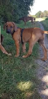Wir leben seit nun fast 15jahren mit unseren rhodesian ridgebacks zusammen. Rhodesian Ridgeback Welpen In Laatzen Gleidingen Auf Kleinanzeigen De