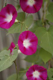 Dark Pink Morning Glories Print By Southwood Images B Morning Glory Flowers Flowers Pretty Flowers