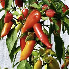 A good variety i grew in this year's garden with a relatively mild heat and a decent pepper flavor. Pepper Chilli Seeds Hungarian Hot Wax Dobies