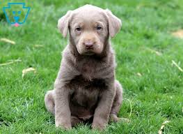 Yellow lab puppies for sale, they are absolutely adorable. Merle Labrador Retriever Silver Puppy For Sale Keystone Puppies Labrador Retriever Labrador Labrador Puppy