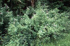 Image result for Cissus rubiginosa