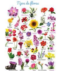 17 Nombres De Flores Para El Nuevo Amantini Carlos Amantini Amantini Genealogia Y Noticias Mundiales Del Apellido 2021 Caracas