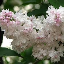 The flower clusters can measure up to 10 long. Syringa Vulgaris Krasavitsa Moskvy Syn Syringa Vulgaris Beauty Of Moscow Lilac Krasavitsa Moskvy In Gardentags Plant Encyclopedia