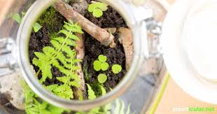 Ewiger Minigarten Im Glas So Gelingt Das Biotop Fur Den Schreibtisch Mini Garten Flaschengarten Krautergarten Kuche