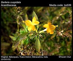 Image result for Acanthaceae