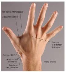 Anatomical Snuff Box Boundaries Anatomical Social Services Peace Gesture Here we explain the symptoms, causes, treatment, surgery and complications for a scaphoid fracture. anatomical snuff box boundaries