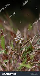 Image result for Zeuxine