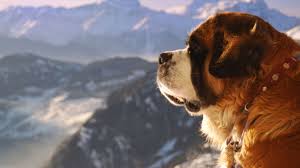 10 Big Facts About Saint Bernards Mental Floss