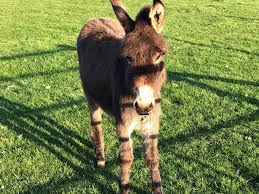Meet our new jenny donkey Dwynwen! � Cardigan Island Coastal Farm Park