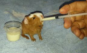 Guinea pigs do not like to swim or go near water. Recommended Vets Welcome To Gold Coast Guinea Pig Rescue