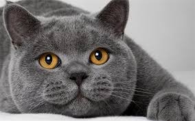 British Shorthair Gray Cat Yellow Eyes Cute Animals Cats Grey Cats British Shorthair Cats Blue Cats