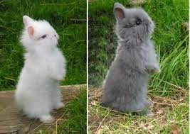 zwergkaninchen teddyzwerge mit blauen augen 37947 zwergkaninchen kaninchen baby kaninchen