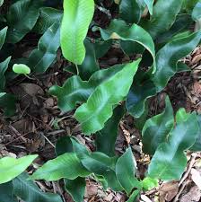 Image result for Pyrrosia schimperiana