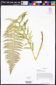 Image result for Polystichum sinense