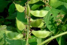 Image result for Rhynchosia totta