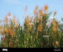 Image result for Phragmites karka