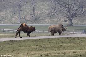 Перевод песни chasing cars — рейтинг: Rhino Is Bitten On The Buttocks By Enraged Camel At Longleat Safari Park Daily Mail Online