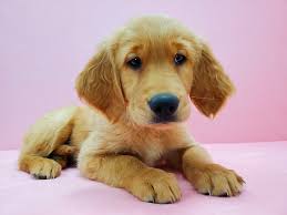 Browse thru our id verified puppy for sale listings to find your perfect puppy in your area. Golden Retriever Dog Female Golden 2637650 Petland Las Vegas Nv