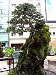 Shopprice Is A Largest Online Price Comparison Site In Us If You Feel Useful My Bonsai Tree Bonsai Tree Care Flowering Bonsai Tree