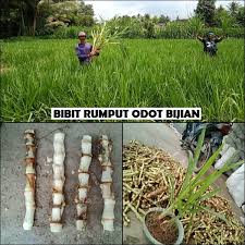 Bahkan, rumput gajah mini juga bisa kamu tanam sendiri di taman rumah, lho! Jual Benih Tanaman Rumput Odot Kolonjono Rumput Gajah Di Lapak Griya Ukm Bukalapak