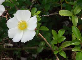 Image result for Rosa laevigata