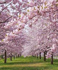 Currently Happening All Over New England Newenglandhomeandgarden Newengland Newenglandflair Newenglandstyle La Cherry Blossom Tree Cherry Blossom Blossom