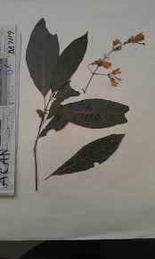 Image result for Anisosepalum