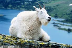 A Mountain Goat Appears To Smile At Hidden Lake In Glacier National Park Montana Usa Photoseek Com Glacier National Park Mountain Goat Animal Totems