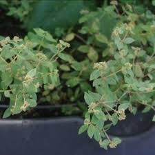 Image result for Euphorbia ophthalmica