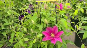 Large flowers opening dark pink, especially at the tips, and maturing to a paler pink with a dark bar. Clematis Vicki Raymond Evison Boulevard Series Vibrant Bi Color Pink Blooms Youtube